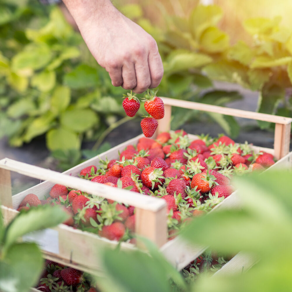 Harvesting delicious organic strawberries fruit.