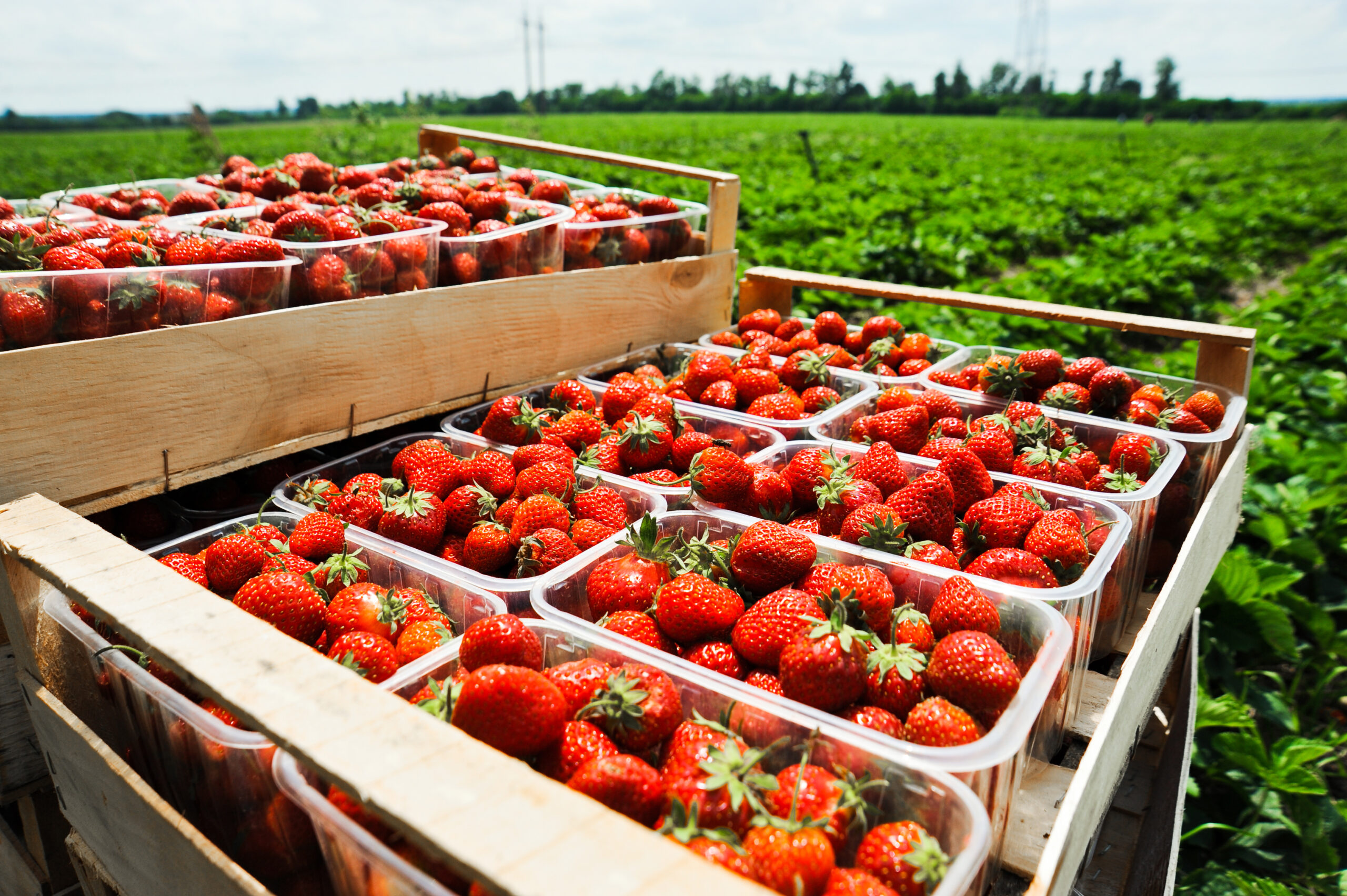 Замороженная Клубника