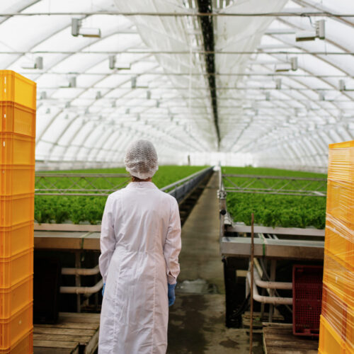 Portrait of back female scientist researching plants and diseases in greenhouse with greenhouse farm
